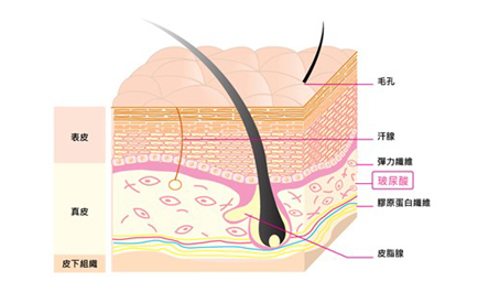 表皮層與玻尿酸